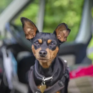 Picture of Milo